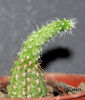 Echinopsis chamaecereus