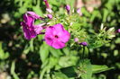 IMG_1437
