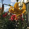 lilium Leichtlinii
