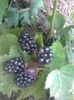 Mur Betford Giant