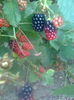 Tayberry Buckingham