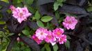 WP_20160709_043