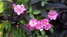 WP_20160709_044
