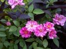 WP_20160709_047