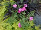 WP_20160709_050
