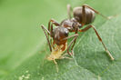 Ant carrying an aphid