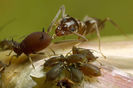 ants_aphids_sugar