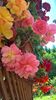 WP_20160710_11_09_16_Pro