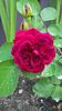 WP_20160710_11_06_21_Pro