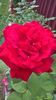 WP_20160710_10_38_42_Pro