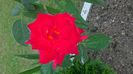 WP_20160709_19_21_37_Pro