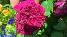 WP_20160708_14_14_37_Pro