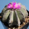 Aztekium hintonii - achizitionat