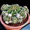 Aztekium hintonii - achizitionat