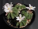 Aztekium ritteri - achizitionat