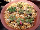 Aztekium valdezii