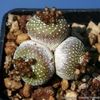 Blossfeldia liliputana v. fechseri - achizitionata
