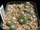 Blossfeldia minima - achizitionata