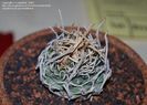 Pediocactus peeblesianus navajo cactus