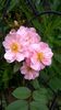 WP_20160710_074
