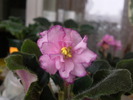 ELIZABETH