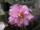 ELIZABETH