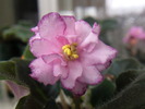 ELIZABETH