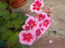 DSCN0625[1]
