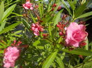 DSCN0639[2]