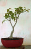 Ficus religiosa