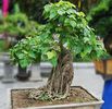 Ficus religiosa