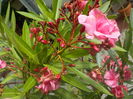 roseum plenum