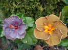 DSC04709