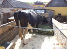 Florica in tractor-1