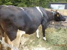 Florica-u76