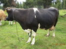 Florica-u78