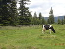 Vaca de la Florica