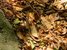 DSCN2007