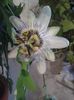 passiflora floare