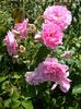 Harlow carr