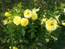 friesia...