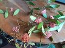 bucurii