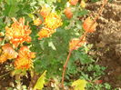 DSC09686