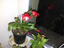 IMG_20151104_185736