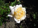 Crocus Rose