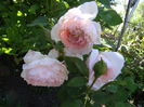 The Wedgewood Rose