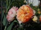 frou