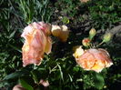 froufrou