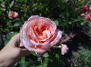Rose de Gerberoy