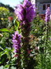 Liatris